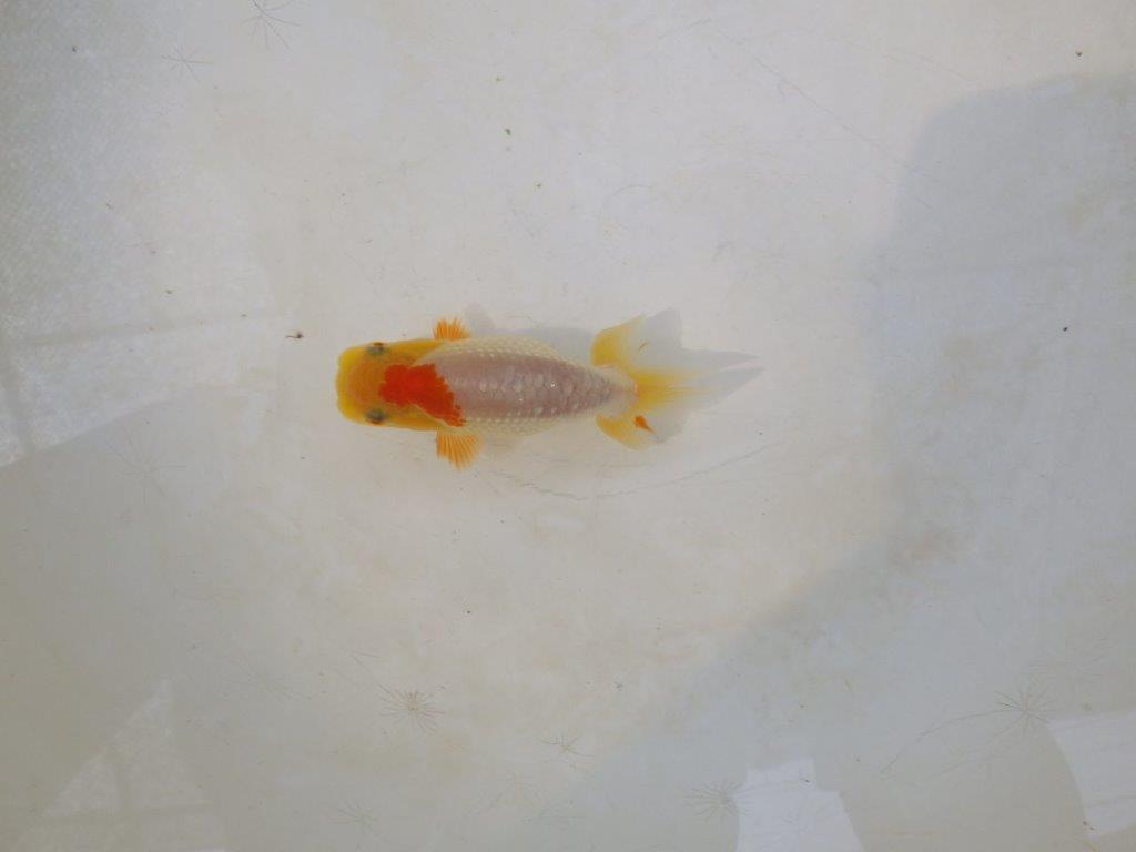 【日らん優等賞獲得ブリーダー】背中のラインが綺麗で水槽映え当歳らんちゅう約~9,5㎝