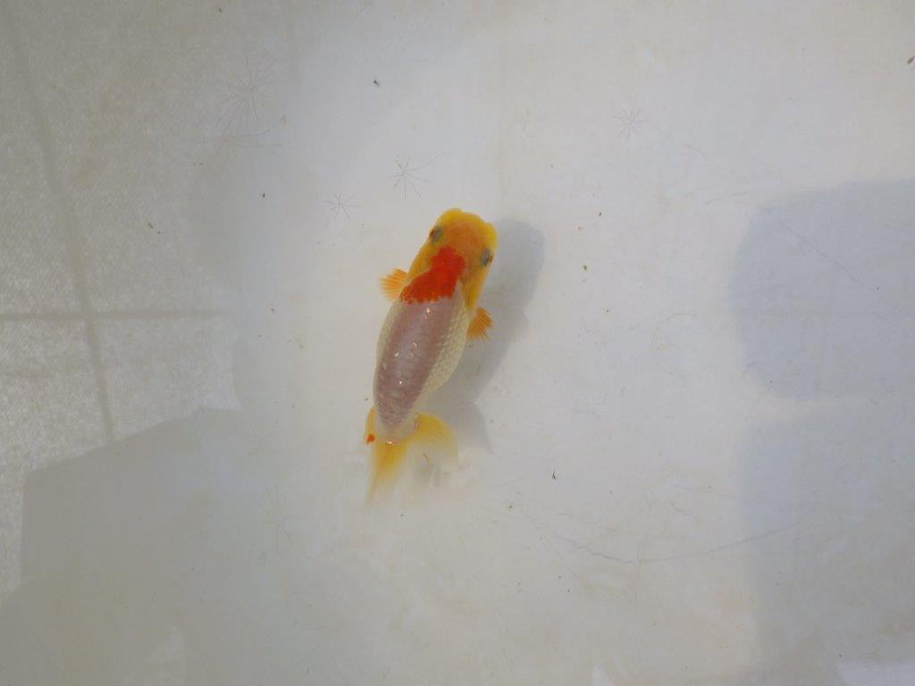 【日らん優等賞獲得ブリーダー】背中のラインが綺麗で水槽映え当歳らんちゅう約~9,5㎝