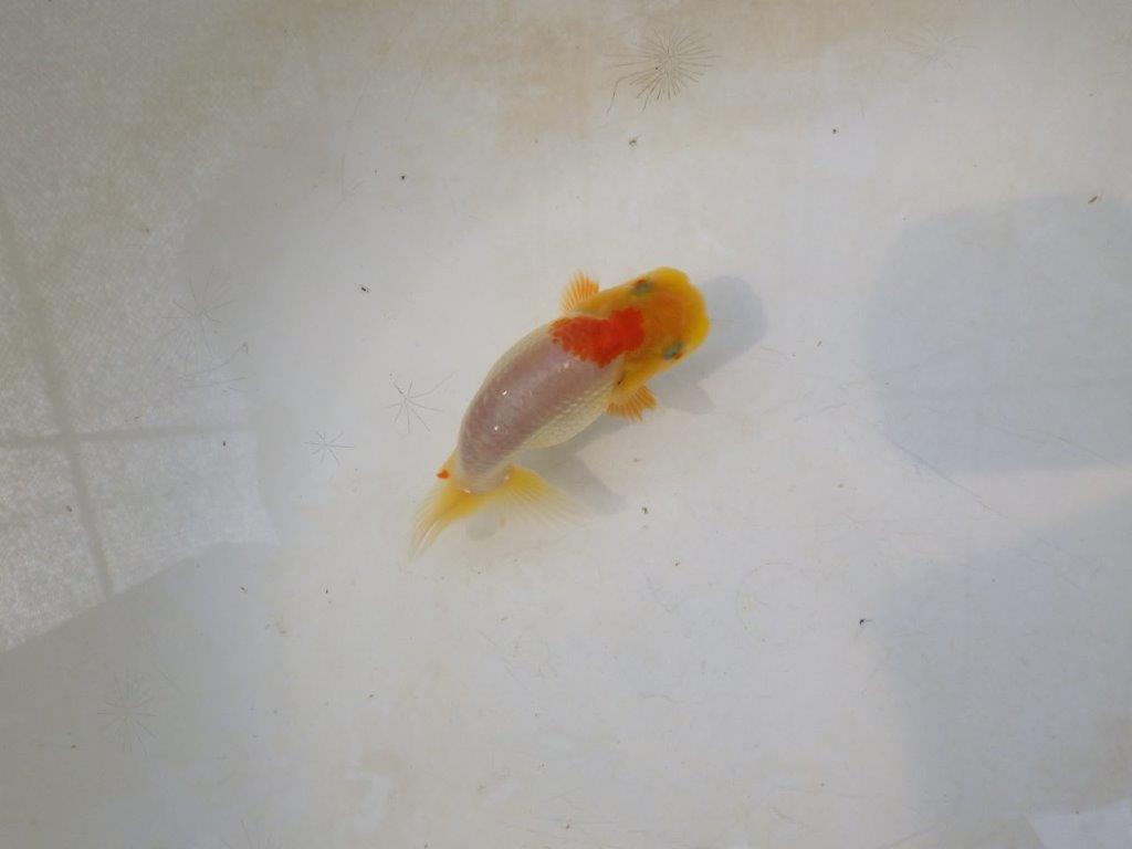 【日らん優等賞獲得ブリーダー】背中のラインが綺麗で水槽映え当歳らんちゅう約~9,5㎝