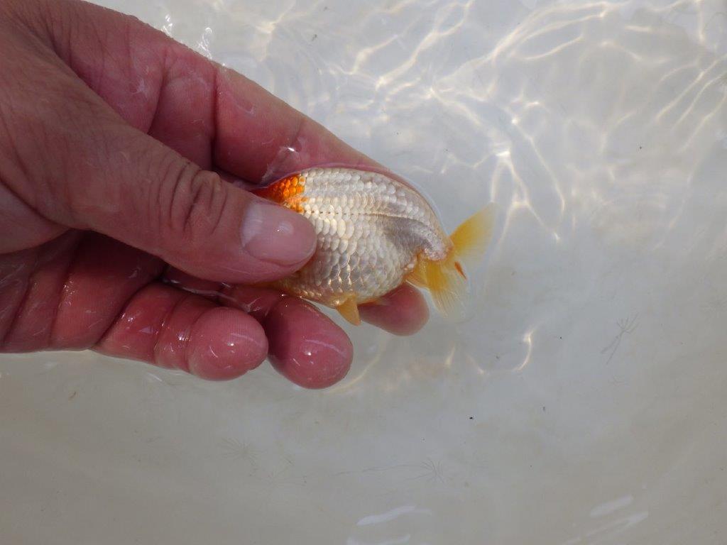 【日らん優等賞獲得ブリーダー】背中のラインが綺麗で水槽映え当歳らんちゅう約~9,5㎝