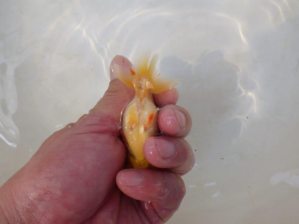 【日らん優等賞獲得ブリーダー】背中のラインが綺麗で水槽映え当歳らんちゅう約~9,5㎝