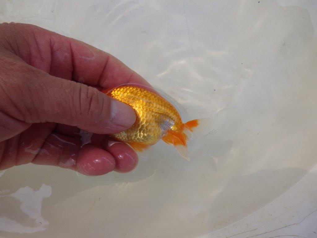 【日らん優等賞獲得ブリーダー】大きくなりそうなタイプの当歳らんちゅう約~9,5㎝