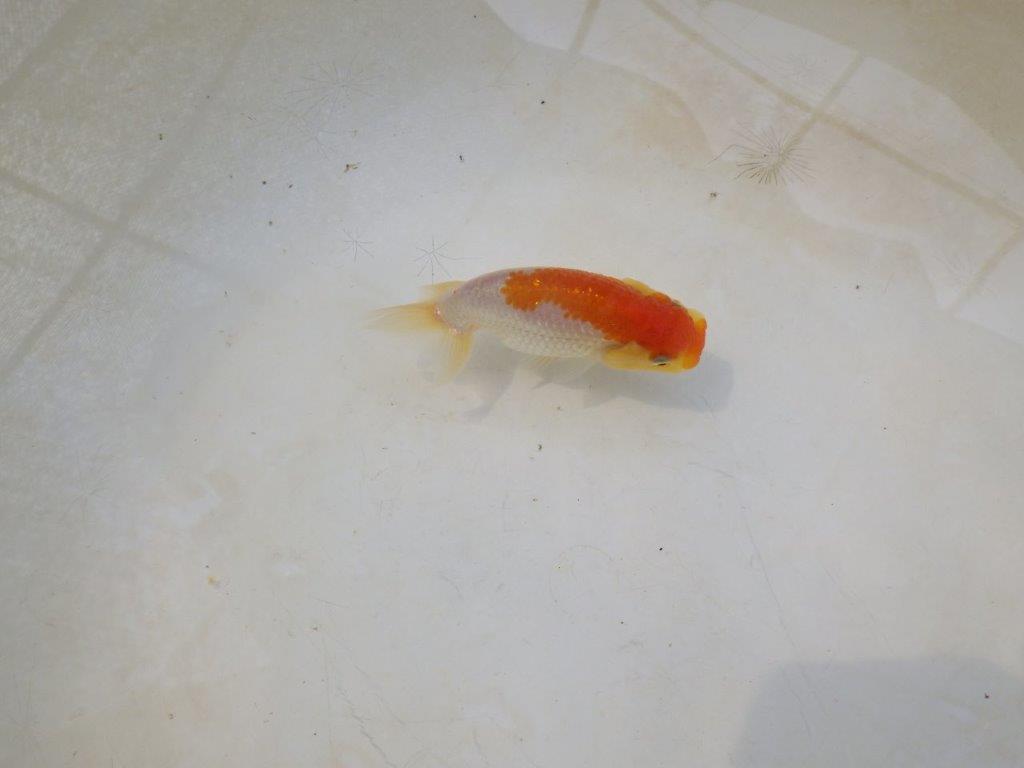 【日らん優等賞獲得ブリーダー】背なりが綺麗で横見がお勧めの当歳らんちゅう約~9,5㎝の上身