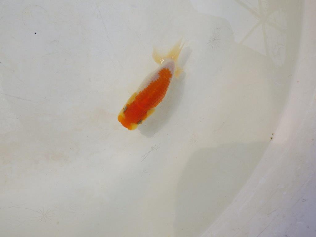 【日らん優等賞獲得ブリーダー】背なりが綺麗で横見がお勧めの当歳らんちゅう約~9,5㎝