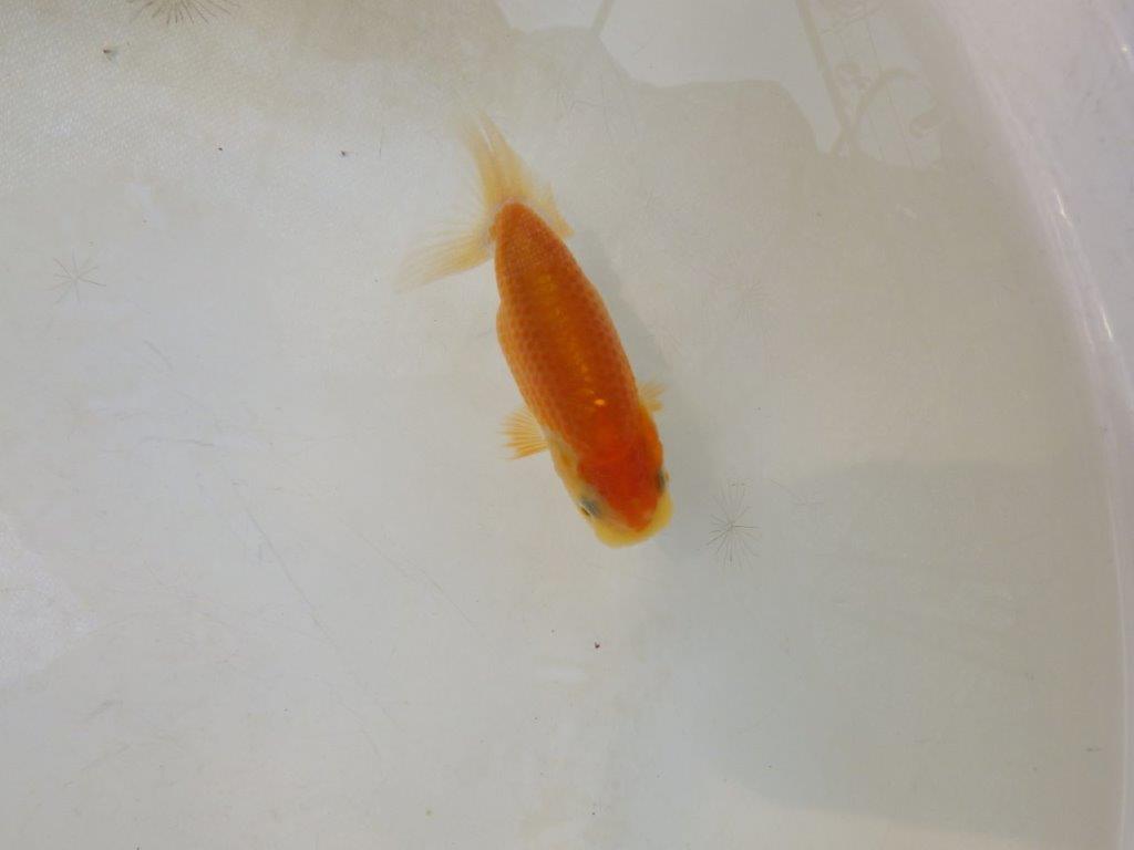 【日らん優等賞獲得ブリーダー】背・腰のラインが綺麗な当歳らんちゅう約~9㎝
