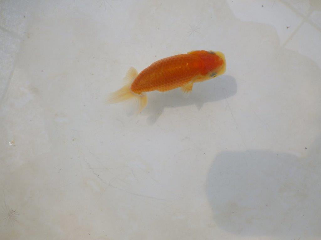 【日らん優等賞獲得ブリーダー】背・腰のラインが綺麗な当歳らんちゅう約~9㎝