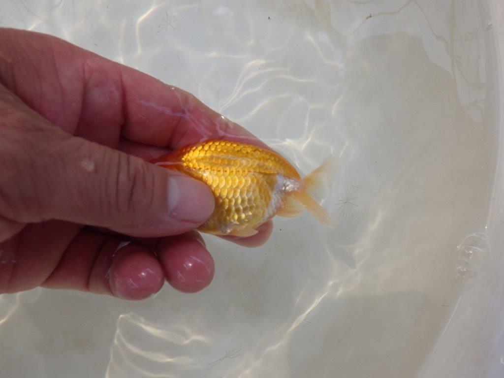 【日らん優等賞獲得ブリーダー】背・腰のラインが綺麗な当歳らんちゅう約~9㎝