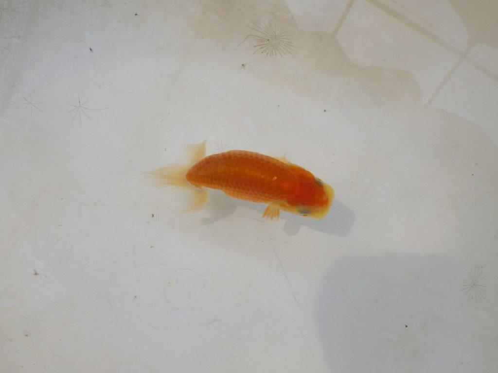【日らん優等賞獲得ブリーダー】背・腰のラインが綺麗な当歳らんちゅう約~9㎝