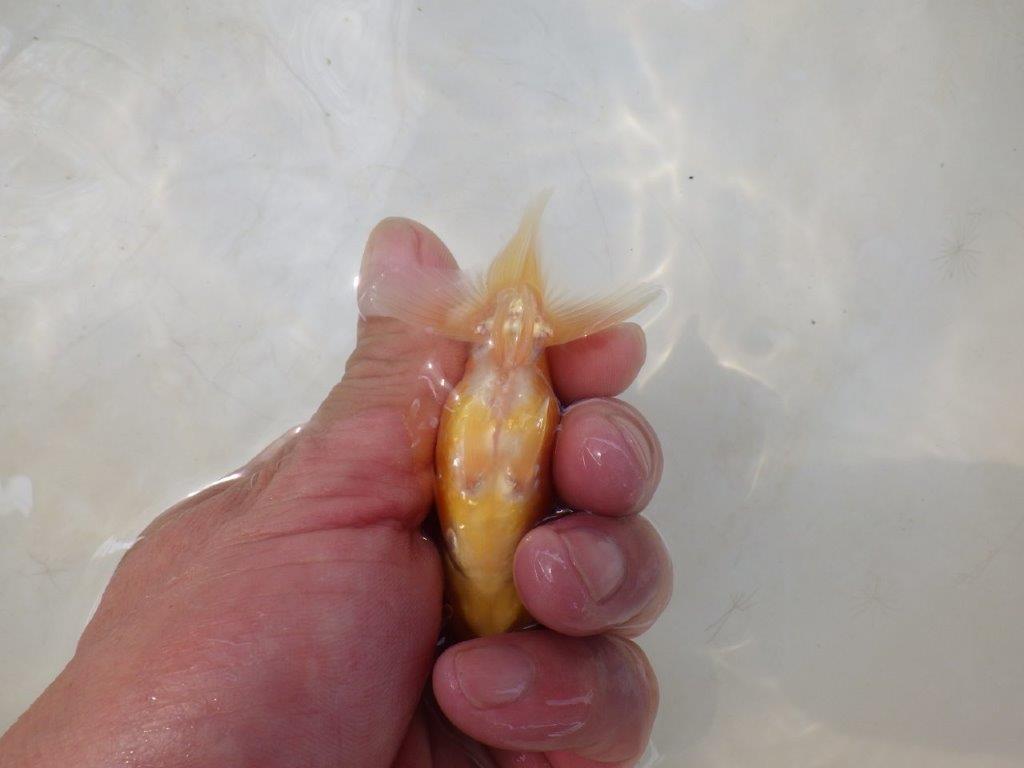 【日らん優等賞獲得ブリーダー】背・腰のラインが綺麗な当歳らんちゅう約~9㎝