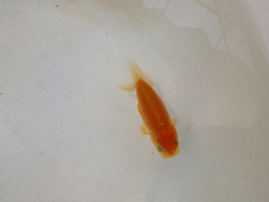 【日らん優等賞獲得ブリーダー】背・腰のラインが綺麗な当歳らんちゅう約~9㎝の上身