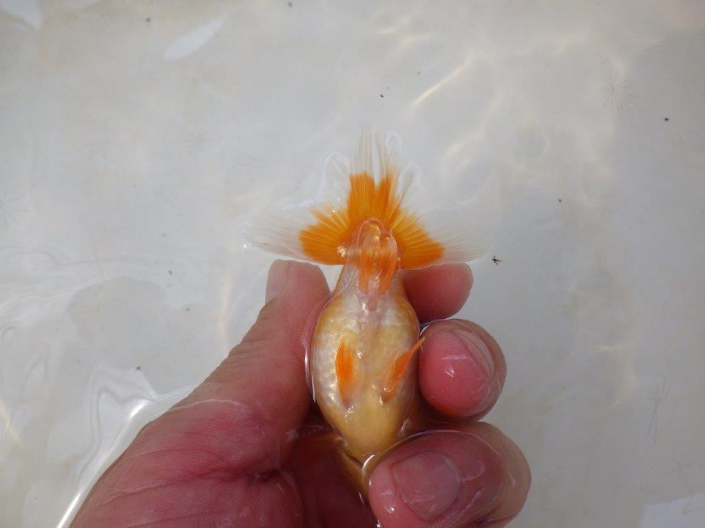 【日らん優等賞獲得ブリーダー】頭が良く背も綺麗な当歳らんちゅう約~9㎝