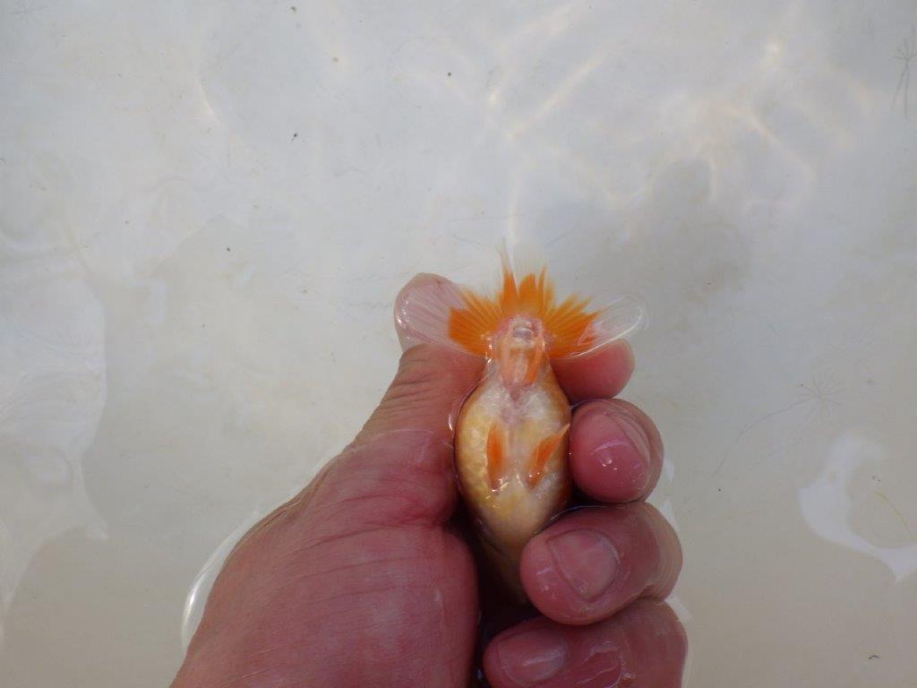 【日らん優等賞獲得ブリーダー】美しい小豆更紗系の当歳らんちゅう約~8㎝