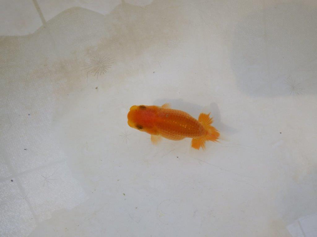【日らん優等賞獲得ブリーダー】美しい小豆更紗系の当歳らんちゅう約~8㎝の上身