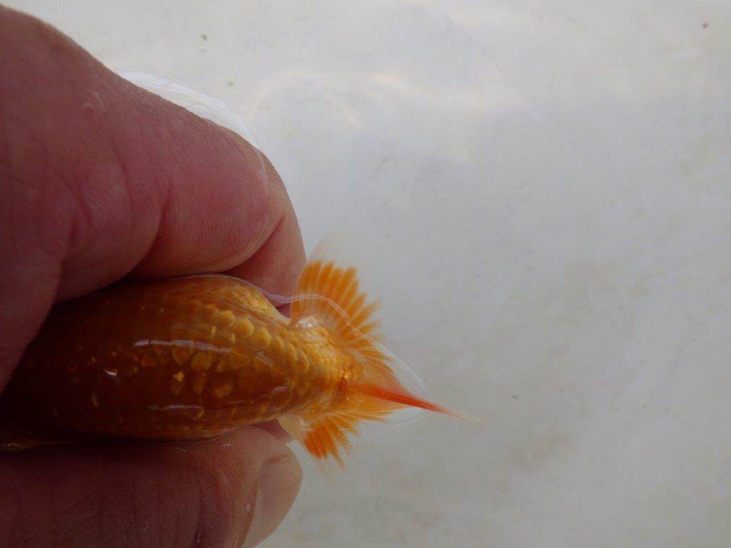 【日らん優等賞獲得ブリーダー】非常に綺麗な柄の当歳らんちゅう約~8,5㎝