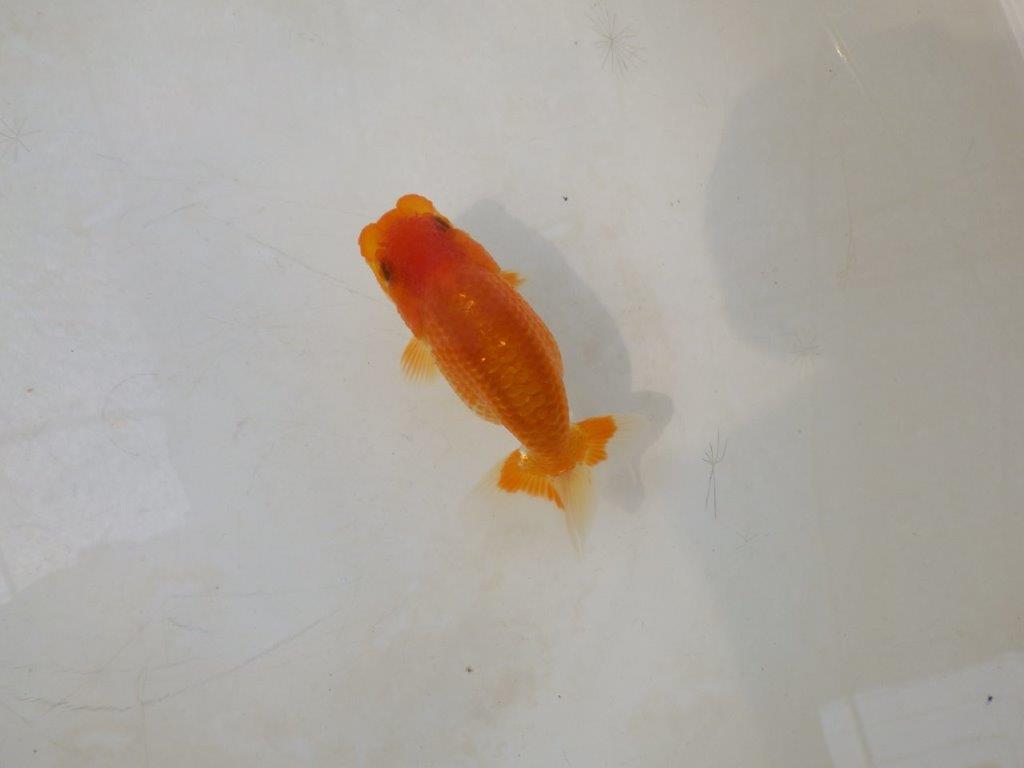 【日らん優等賞獲得ブリーダー】頭の雰囲気がとても良い当歳らんちゅう約~9,5㎝の上身