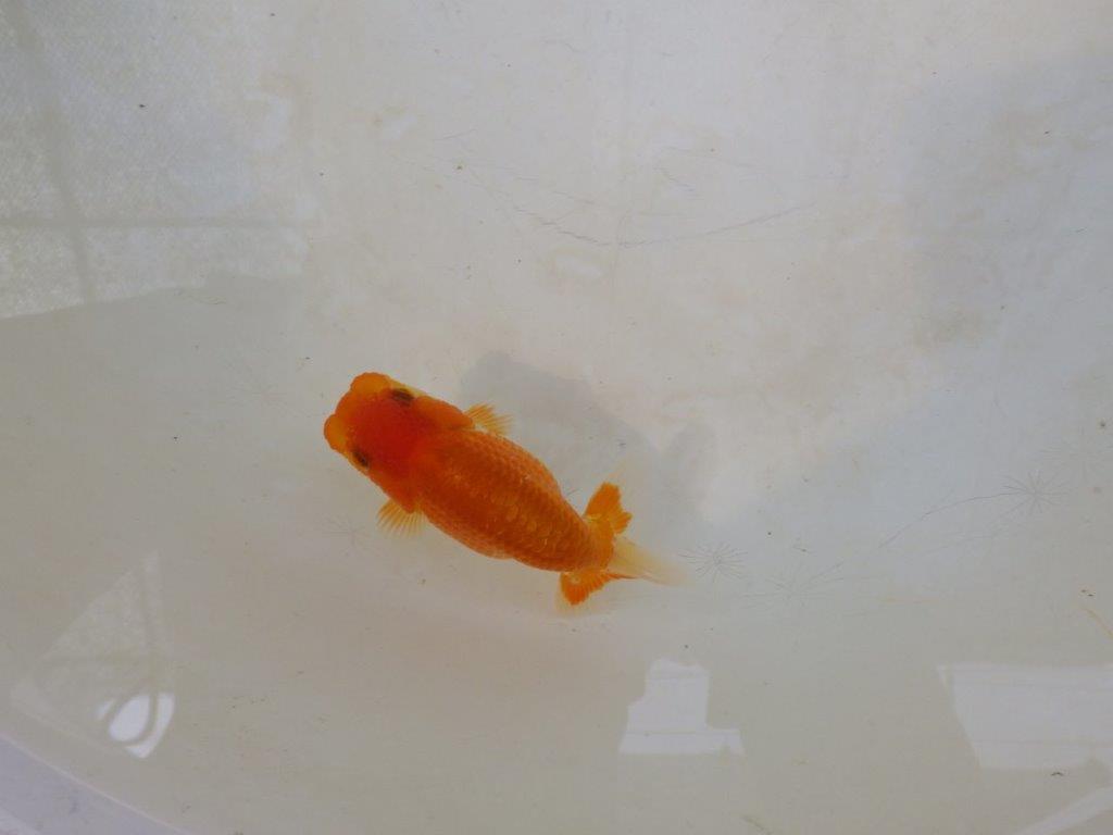 【日らん優等賞獲得ブリーダー】頭の雰囲気がとても良い当歳らんちゅう約~9,5㎝
