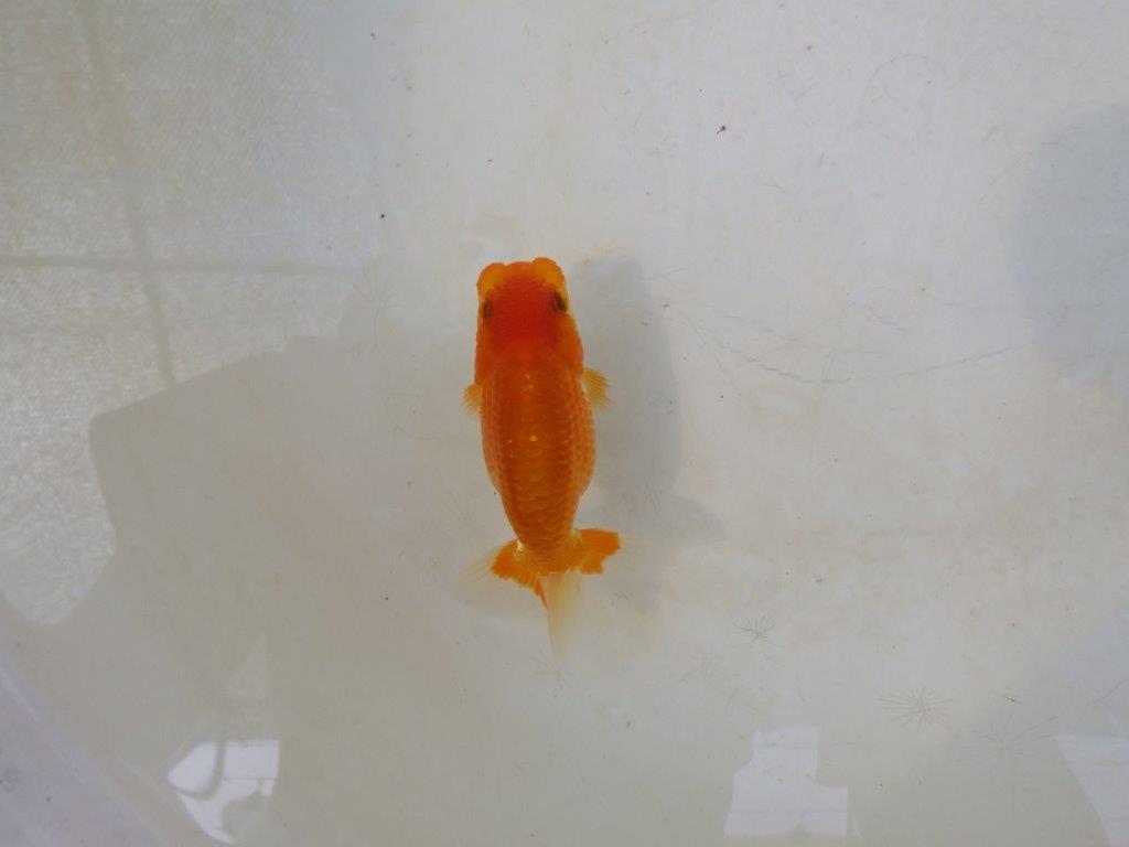 【日らん優等賞獲得ブリーダー】頭の雰囲気がとても良い当歳らんちゅう約~9,5㎝