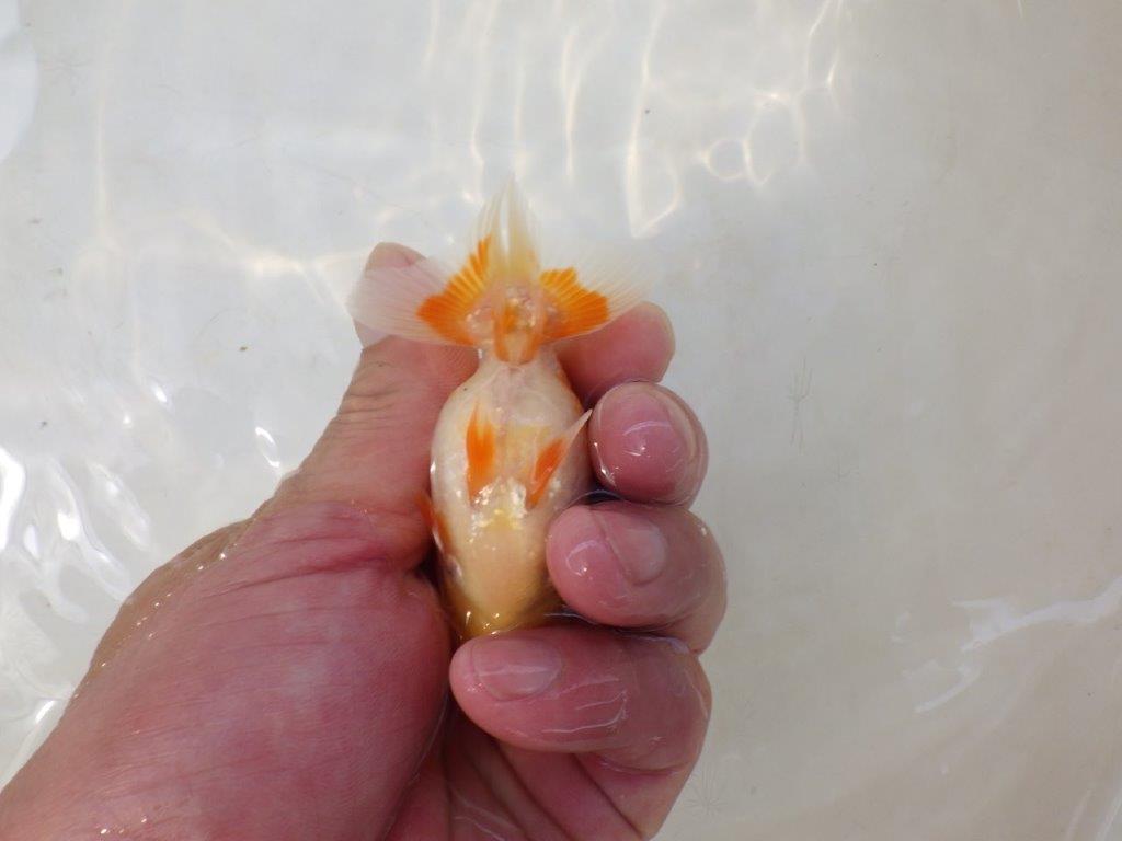【日らん優等賞獲得ブリーダー】頭の雰囲気がとても良い当歳らんちゅう約~9,5㎝