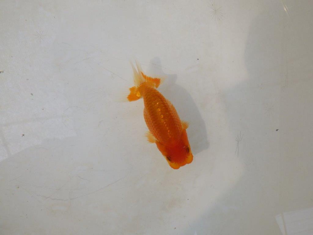 【日らん優等賞獲得ブリーダー】頭の雰囲気がとても良い当歳らんちゅう約~9,5㎝