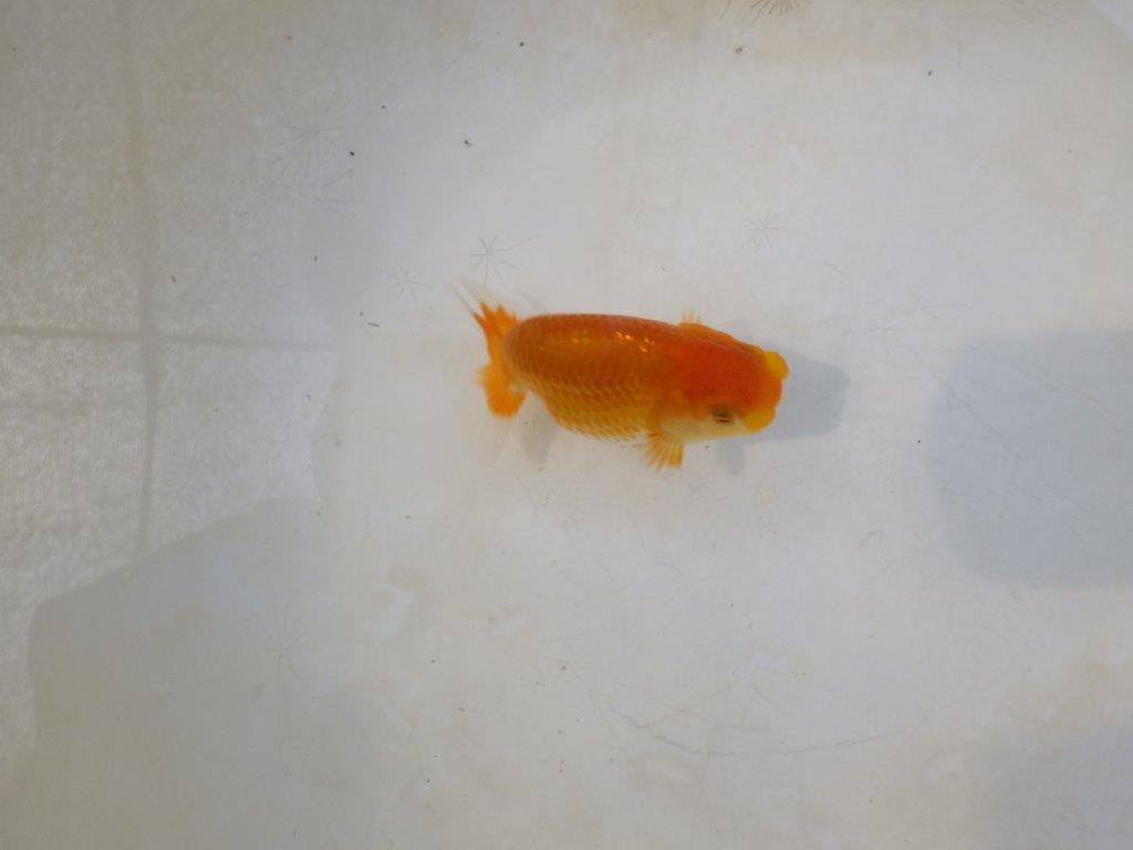 【日らん優等賞獲得ブリーダー】丸みを帯びた背のライン!当歳らんちゅう約~10㎝