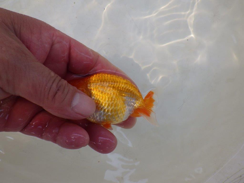 【日らん優等賞獲得ブリーダー】丸みを帯びた背のライン!当歳らんちゅう約~10㎝