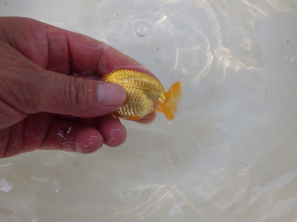 【日らん優等賞獲得ブリーダー】味のあるタイプの尾!当歳らんちゅう約~8,5㎝