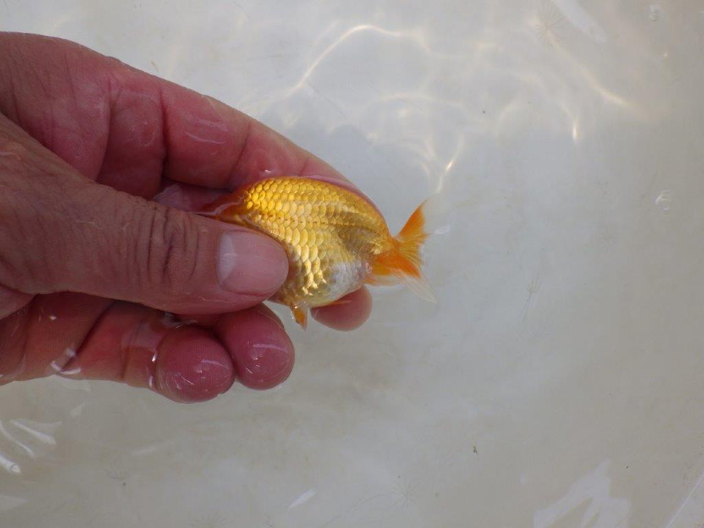 【日らん優等賞獲得ブリーダー】今後良くなるタイプの当歳らんちゅう約~8㎝