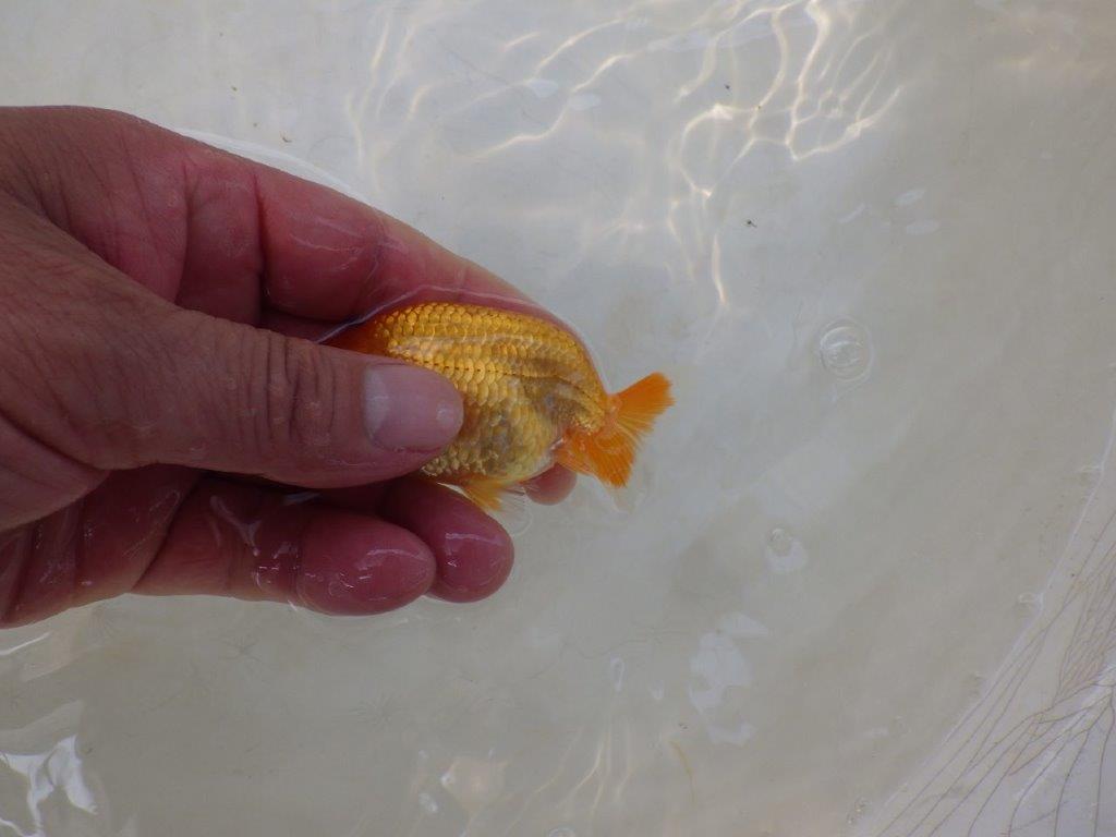 【日らん優等賞獲得ブリーダー】幅があり種にもお勧めの当歳らんちゅう約~9㎝