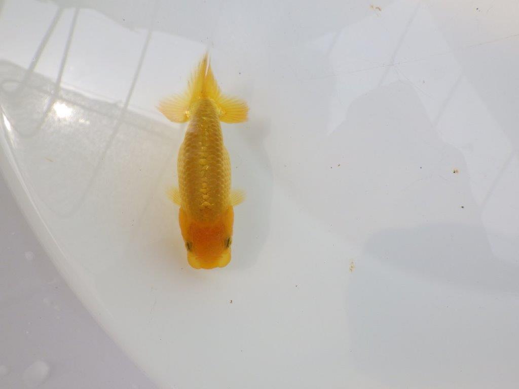 【愛知超優良系統 】頭の雰囲気がとても良い 当歳らんちゅう約9cm
