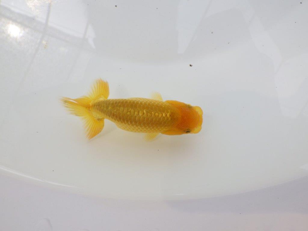 【愛知超優良系統 】頭の雰囲気がとても良い 当歳らんちゅう約9cm