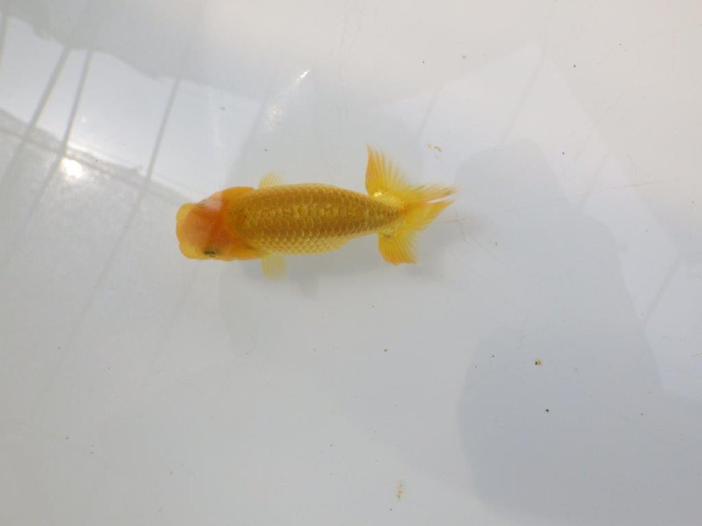 【愛知超優良系統 】頭の雰囲気がとても良い 当歳らんちゅう約9cm