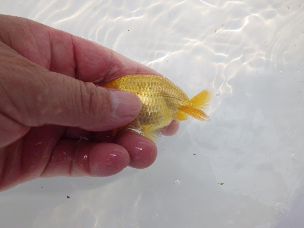 【愛知超優良系統 】頭の雰囲気がとても良い 当歳らんちゅう約9cm