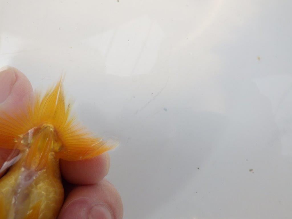 【愛知超優良系統 】頭の雰囲気がとても良い 当歳らんちゅう約9cm