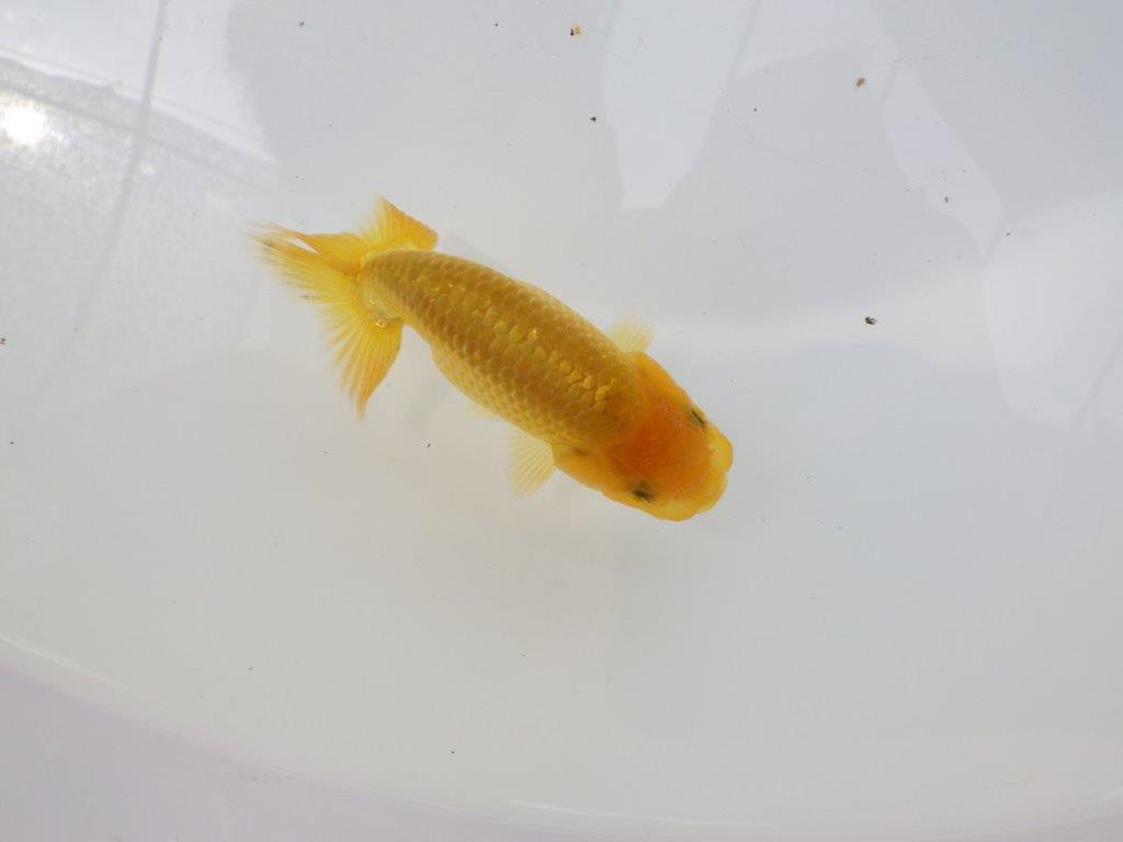 【愛知超優良系統 】頭の雰囲気がとても良い 当歳らんちゅう約9cm