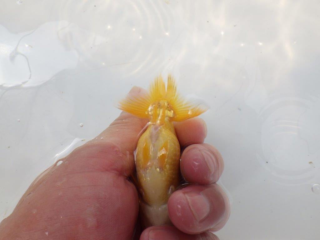 【愛知超優良系統 】頭の雰囲気がとても良い 当歳らんちゅう約9cm