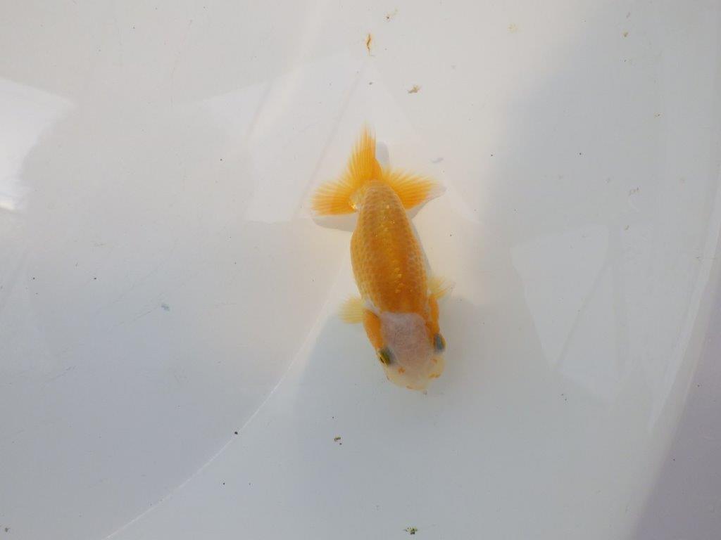【愛知超優良系統 】非常に綺麗な柄の可愛い更紗 当歳らんちゅう約8cm