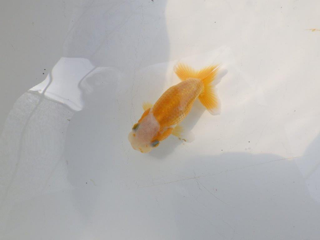 【愛知超優良系統 】非常に綺麗な柄の可愛い更紗 当歳らんちゅう約8cm