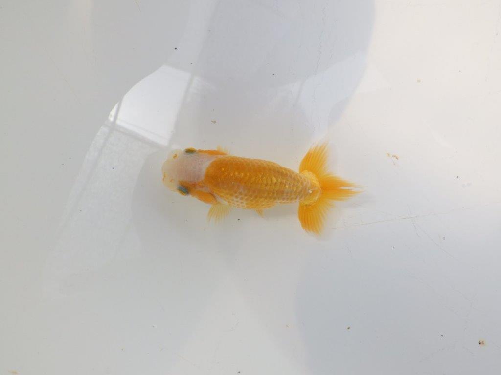 【愛知超優良系統 】非常に綺麗な柄の可愛い更紗 当歳らんちゅう約8cm