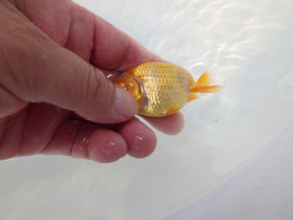 【愛知超優良系統 】非常に綺麗な柄の可愛い更紗 当歳らんちゅう約8cm