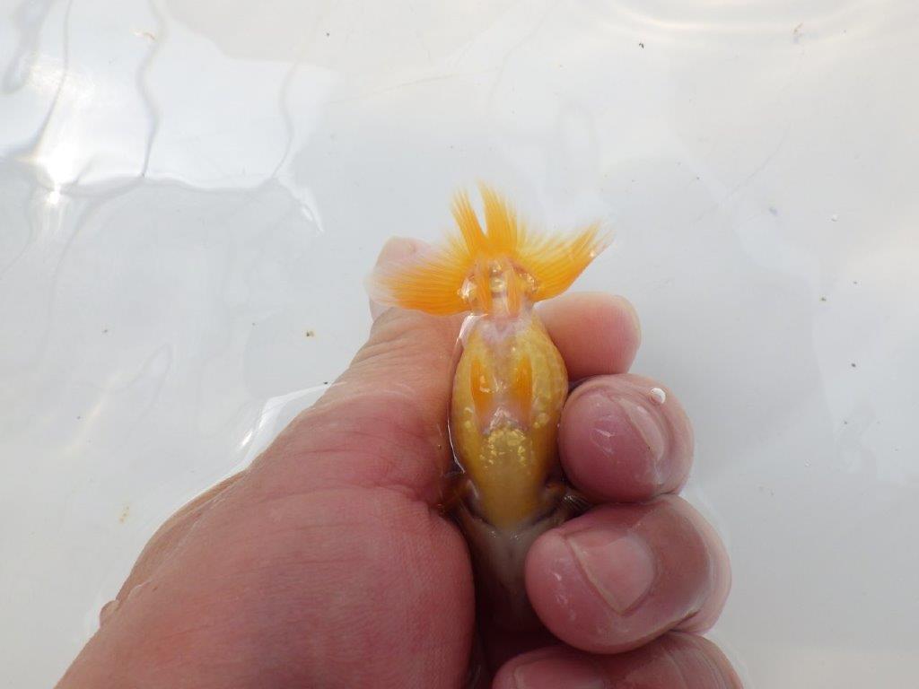 【愛知超優良系統 】非常に綺麗な柄の可愛い更紗 当歳らんちゅう約8cm