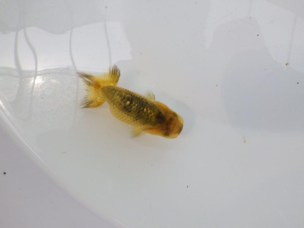 【愛知超優良系統 】色変わりが楽しめる 当歳らんちゅう約8,5cm