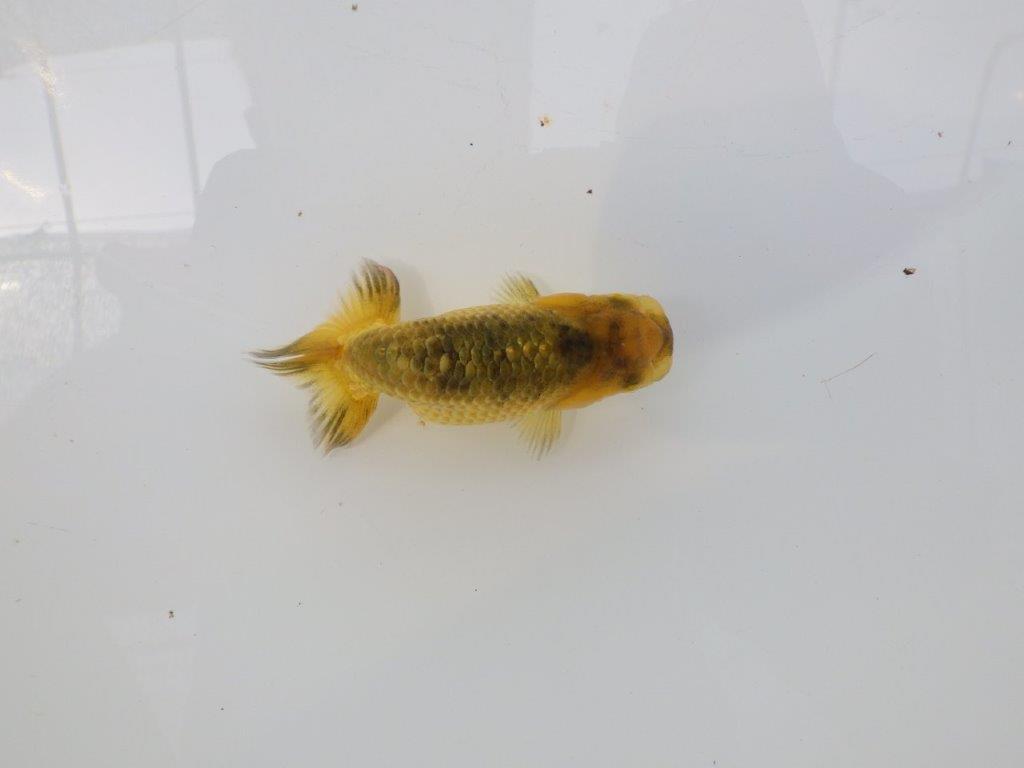 【愛知超優良系統 】色変わりが楽しめる 当歳らんちゅう約8,5cm