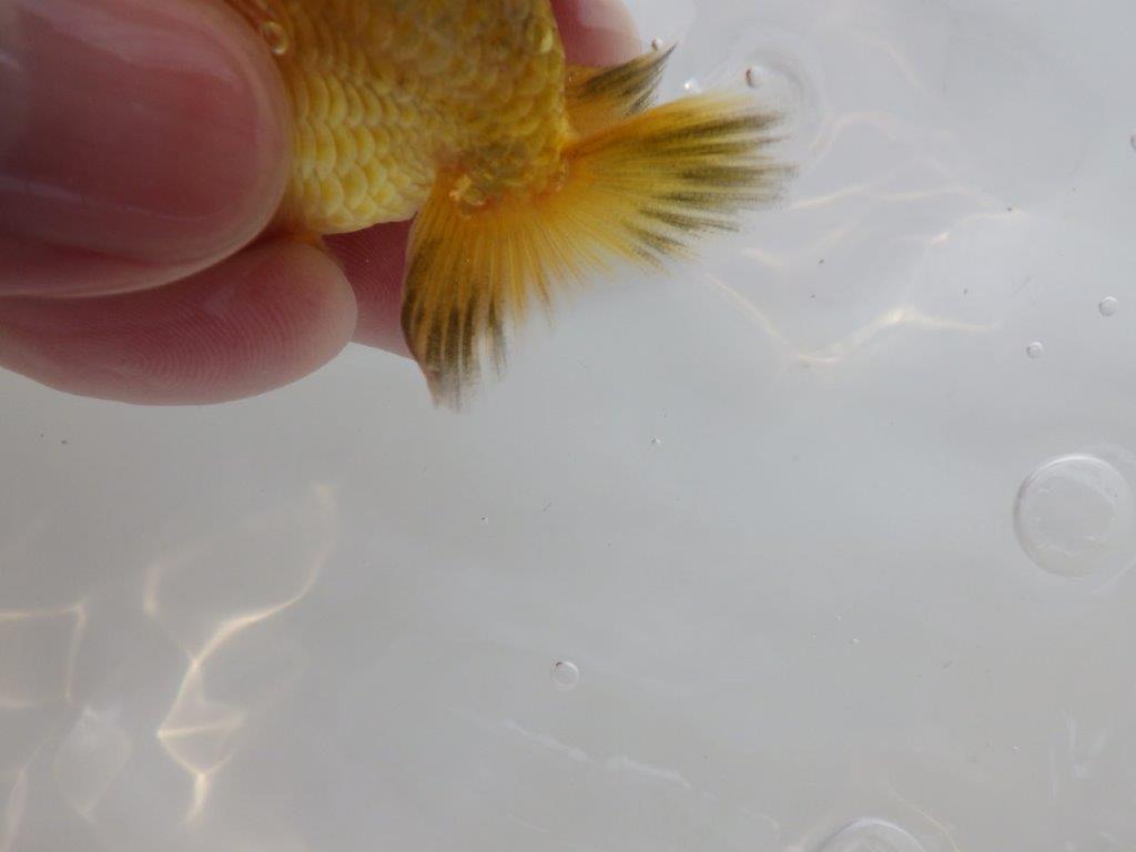 【愛知超優良系統 】色変わりが楽しめる 当歳らんちゅう約8,5cm