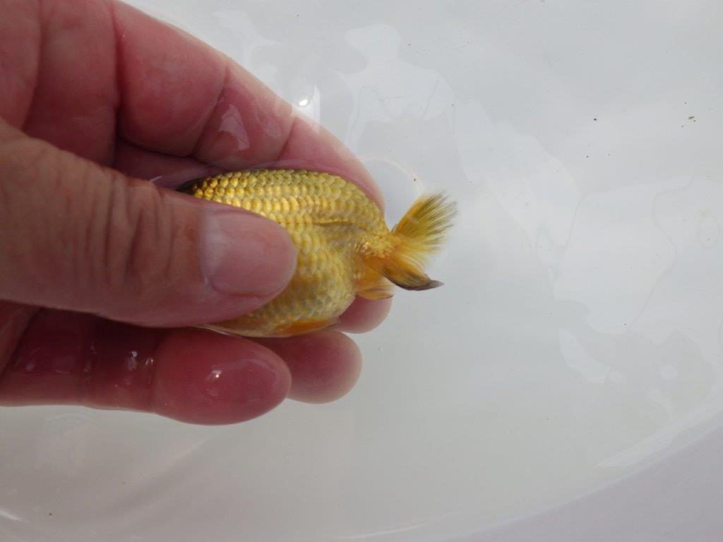 【愛知超優良系統 】色変わりが楽しめる 当歳らんちゅう約8,5cm