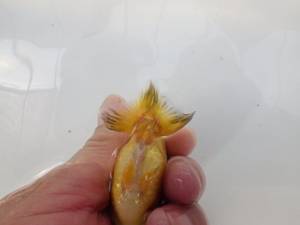 【愛知超優良系統 】色変わりが楽しめる 当歳らんちゅう約8,5cm
