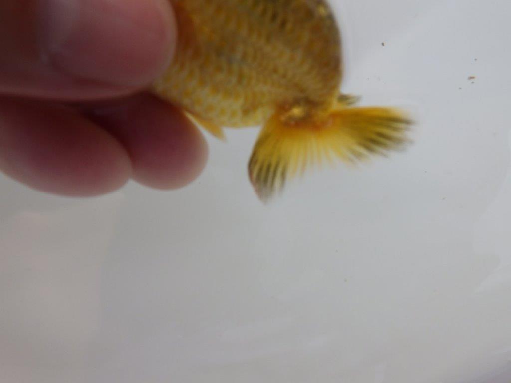 【愛知超優良系統 】色変わりが楽しめる 当歳らんちゅう約8,5cm