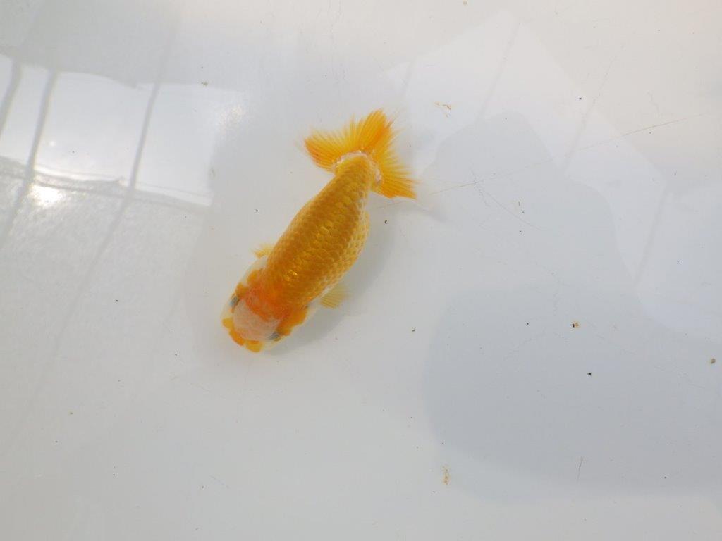 【愛知超優良系統 】非常に綺麗な模様が楽しめる 当歳らんちゅう約9cm