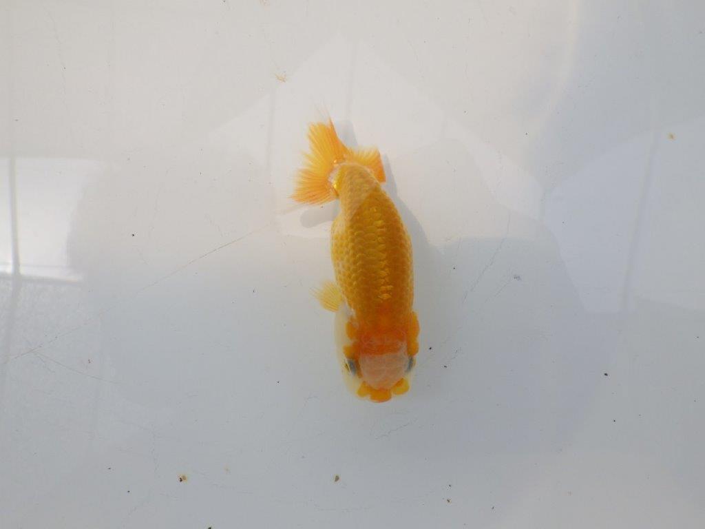 【愛知超優良系統 】非常に綺麗な模様が楽しめる 当歳らんちゅう約9cm