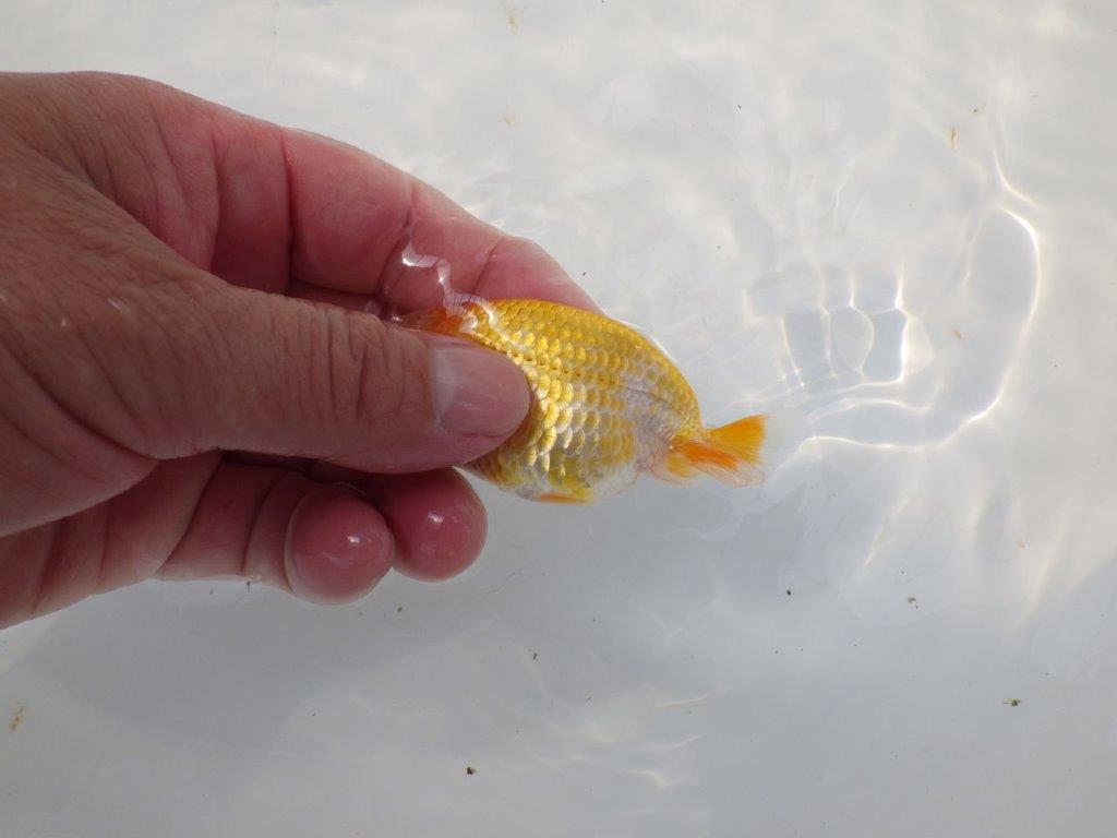 【愛知超優良系統 】非常に綺麗な模様が楽しめる 当歳らんちゅう約9cm