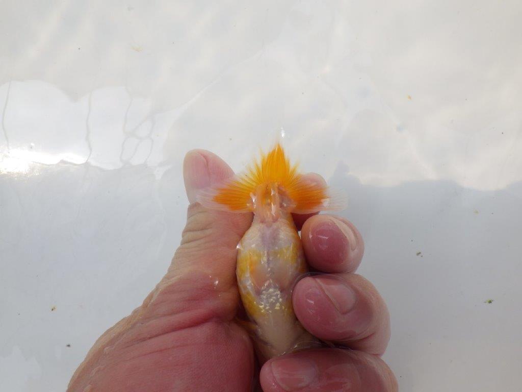 【愛知超優良系統 】非常に綺麗な模様が楽しめる 当歳らんちゅう約9cm